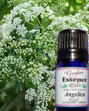 Angelica Seed, 5 ml. Garden Essence Oils Angelica Seed,Angelica Seed essential oil
