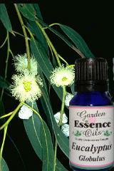 Eucalyptus Globulus, 2 oz. Garden Essence Oils Eucalyptus Globulus,essential oils for flu