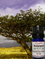 Garden Essence Oils Frankincense Boswellia Serrata