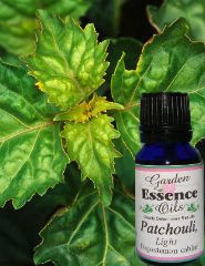 Patchouli 5ml – Rosemary's Garden